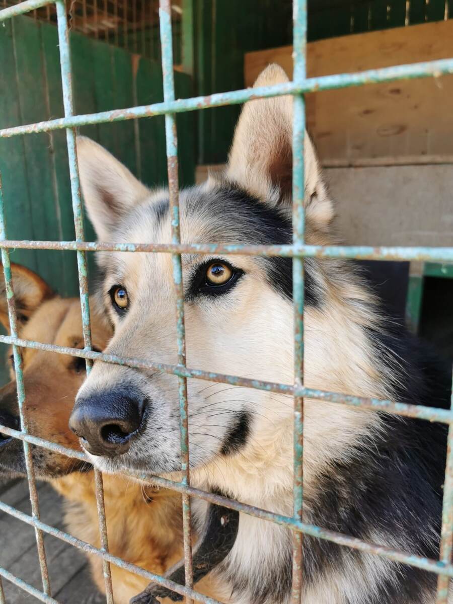 Найт - лаконичное звучное имя, отлично отражающее характер собаки и концентрирующее ее внимание.