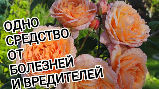 下载视频: РОЗЫ. ОТ ВСЕХ БОЛЕЗНЕЙ И ВРЕДИТЕЛЕЙ ПОМОЖЕТ ОДНО ЗАБЫТОЕ СРЕДСТВО.