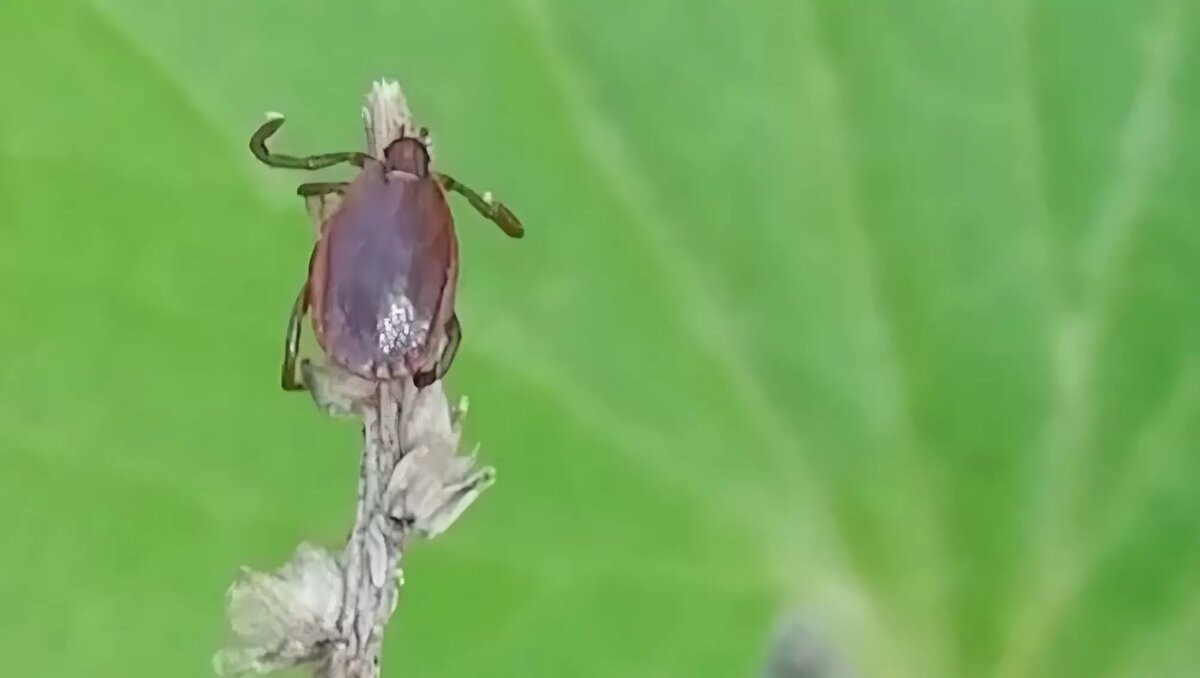     Источник: Роспотребнадзор