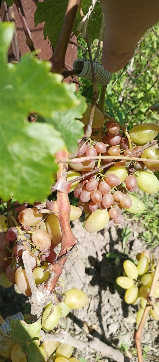 Фото подписчика 