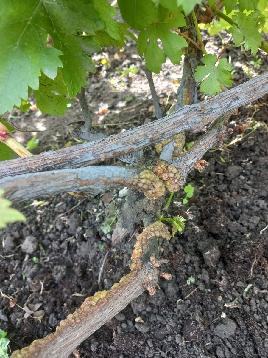 Фото подписчицы 