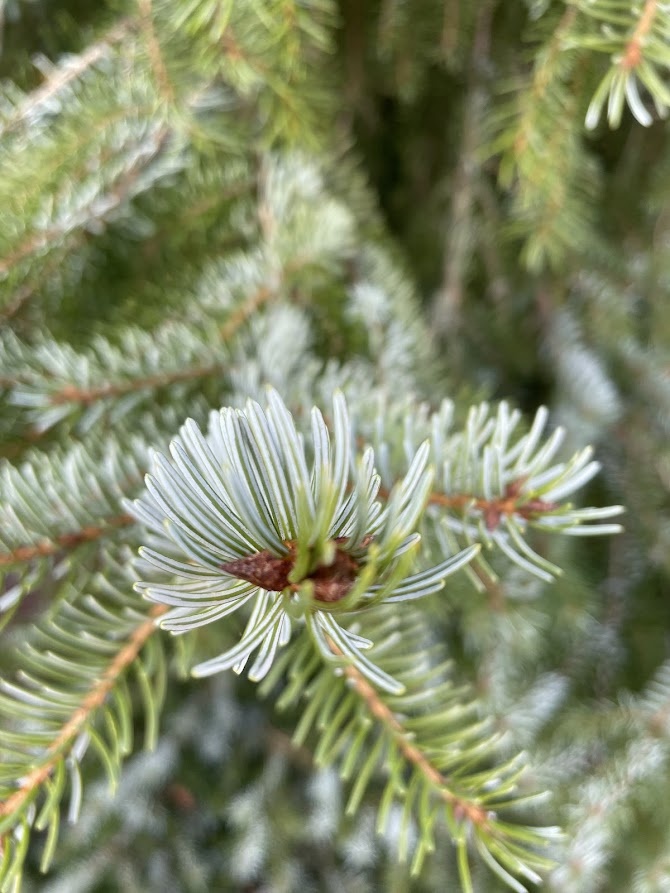  Picea omorika Fassei