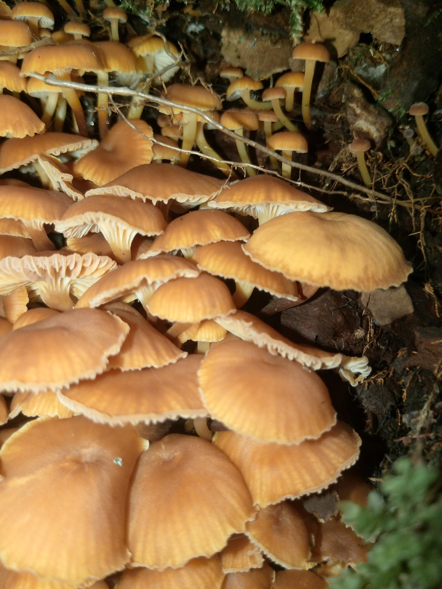 Ксеромфалина колокольчатая