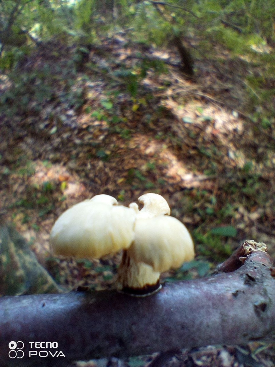 Вёшенка лёгочная 