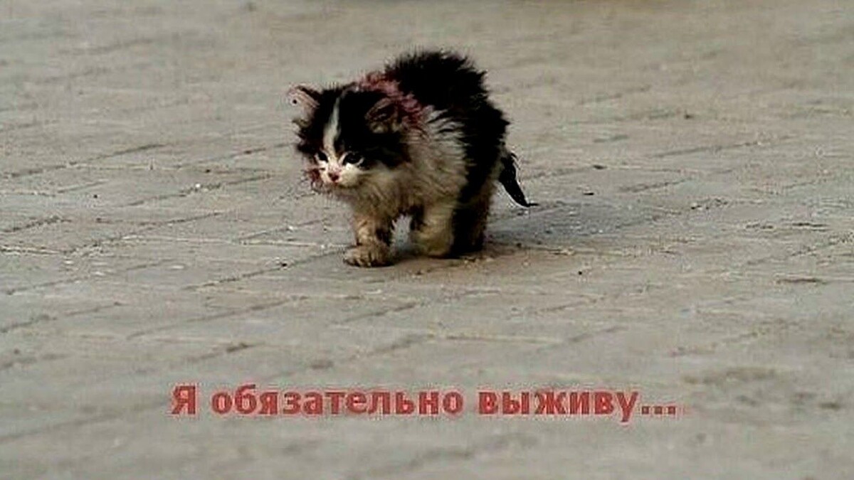 конечно выживет