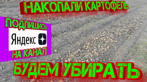 Накопали картофель будем убирать!!!