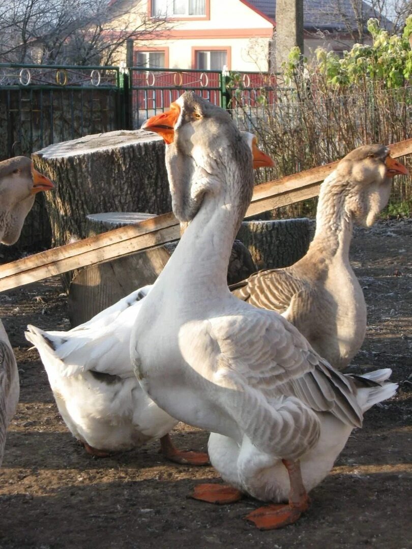 Львиная голова. Фото из сети, но у соседки вот такие вот гуси,например
