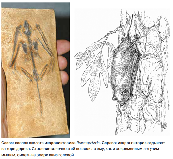 Древний и уже вымерший предок летучей мыши
