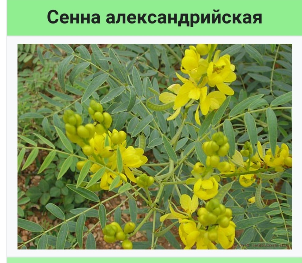 vikipedia.org
