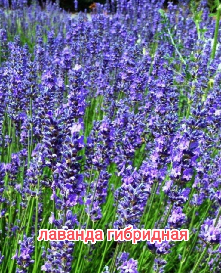 Поле гибридной лаванды