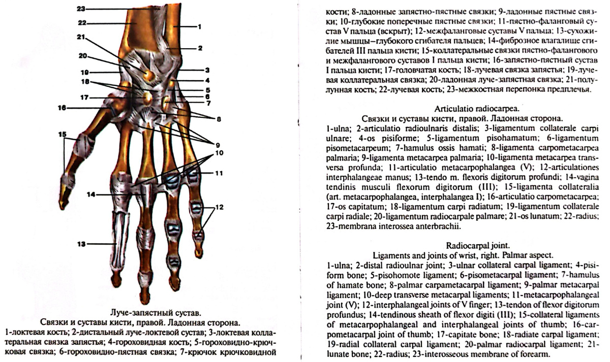 Луче-запястный сустав. Связки и суставы кисти, правой. Ладонная сторона. 