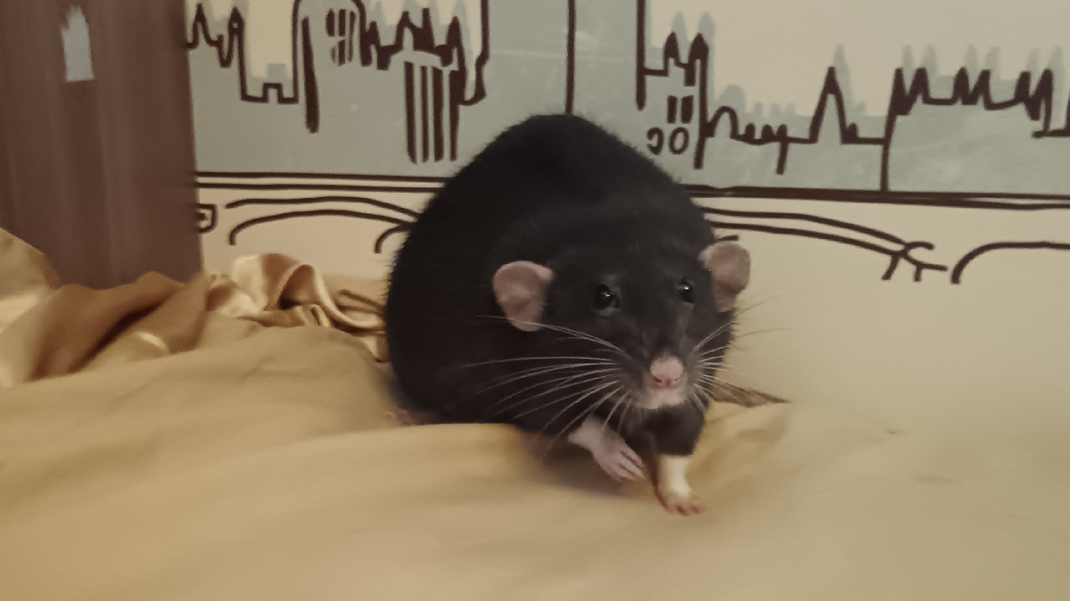 Мой толстячок ❤️