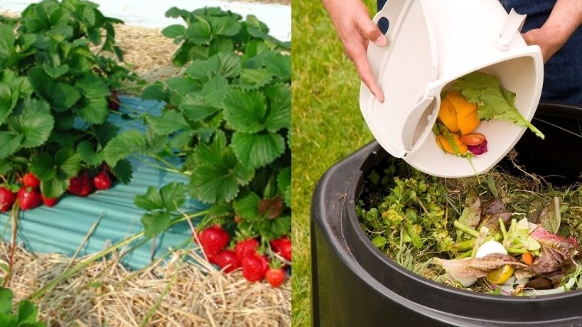 Вот так-то! Органика - первое дело в подкормке клубники.