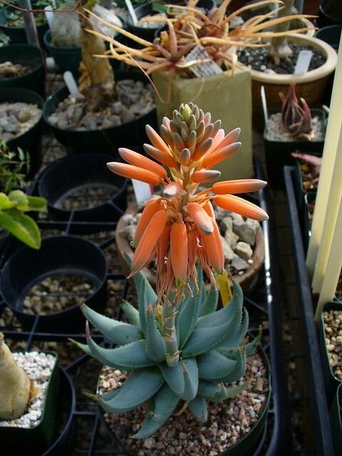 A.krapohliana var. dumoulinii 