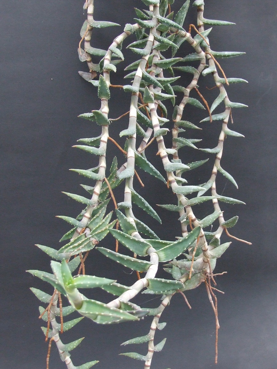 Aloe arenicola