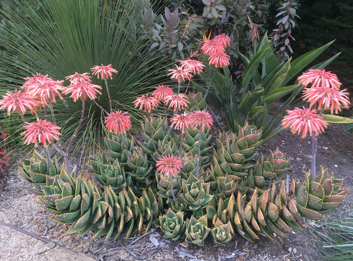 Aloe distans