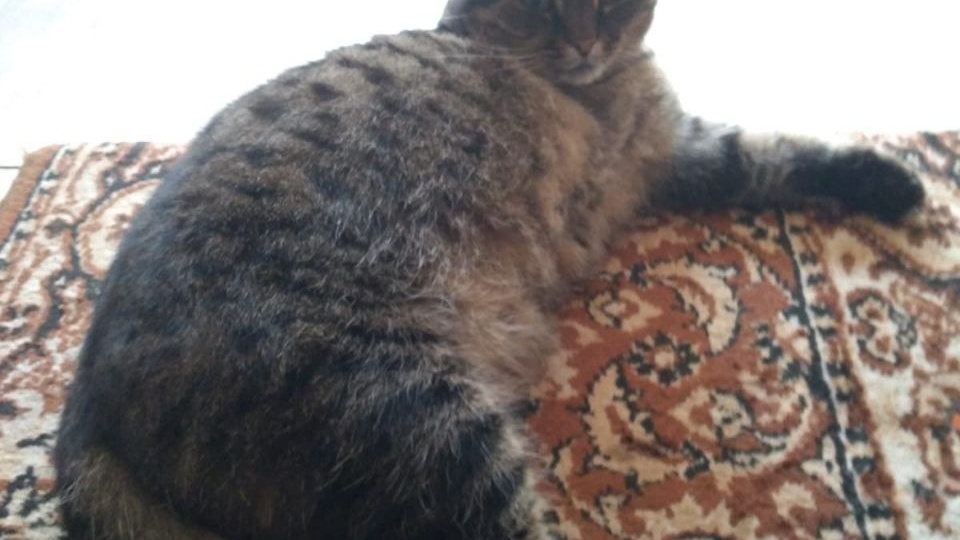 Особенный котик - особенная любовь!