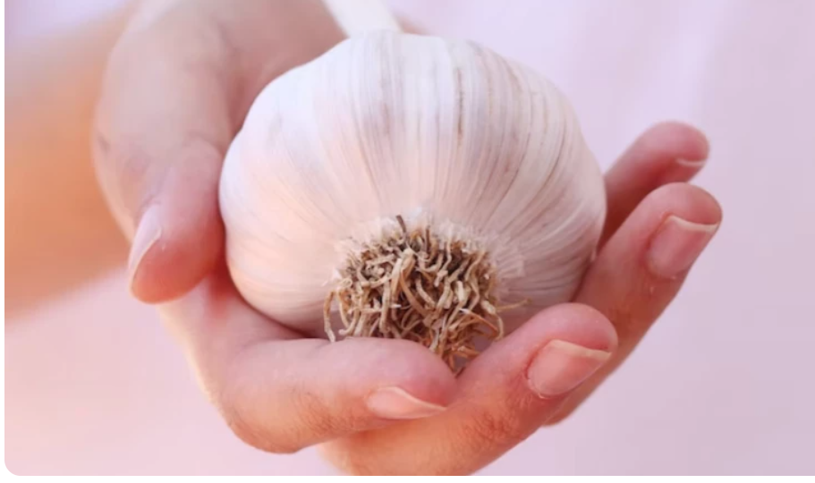 Когда и как правильно посадить чеснок под зиму