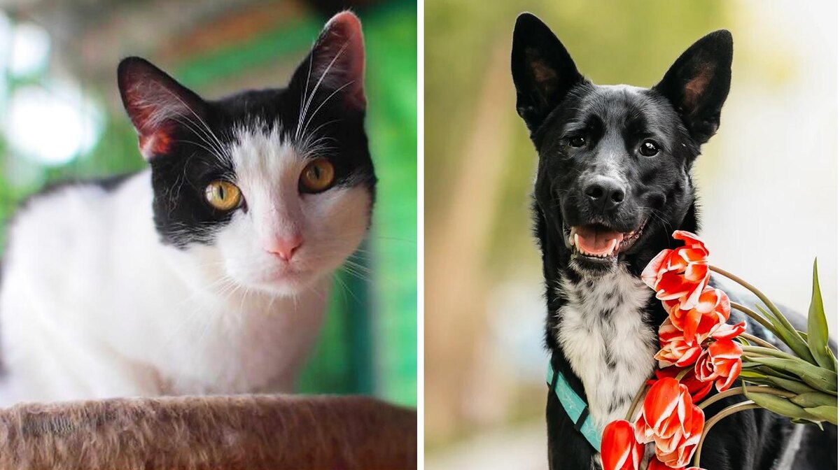    фото:приют «Печатники»; приют «Дубовая роща»