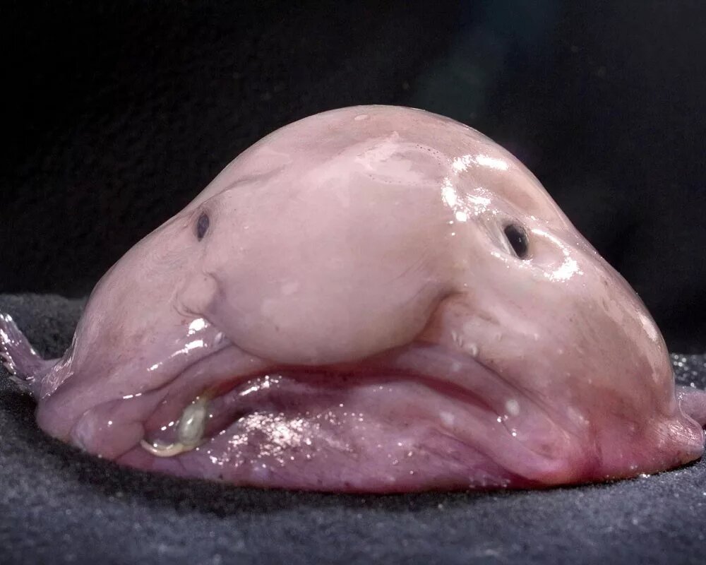 Psychrolutes marcidus — глубоководная донная морская рыба / © pinterest.com