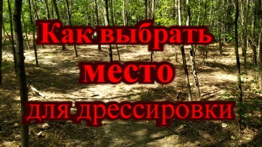 Как выбрать место для занятий с щенком