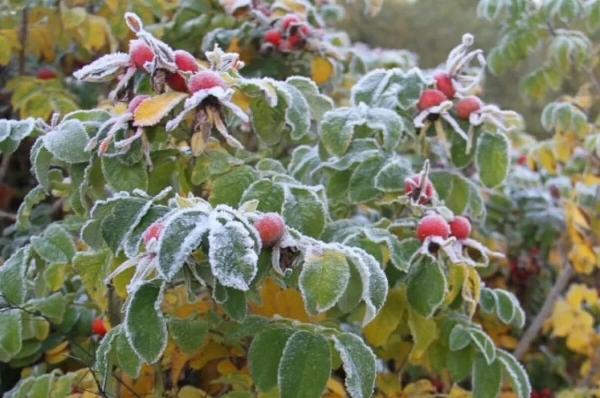    В Башкирии прогнозируют заморозки до -2°