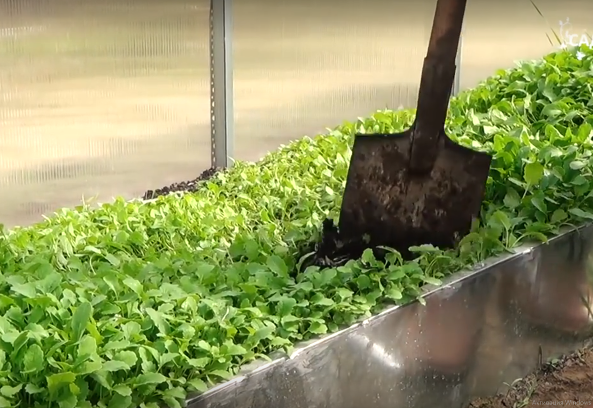 сидераты после томатов, какие посадить