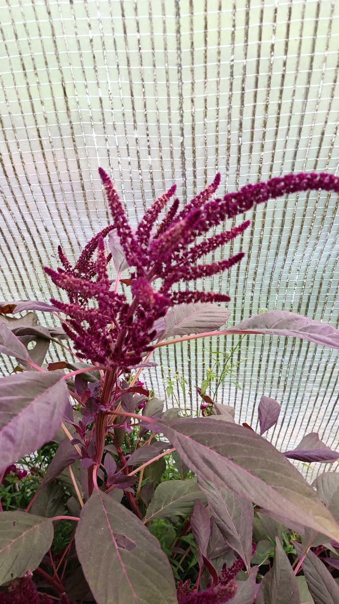 Амарант метельчатый Красный шпиль