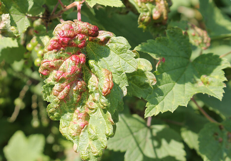 Один препарат избавит смородину и от галловой тли, и от стеклянницы. Осень - удачное время привести ягодники в порядок