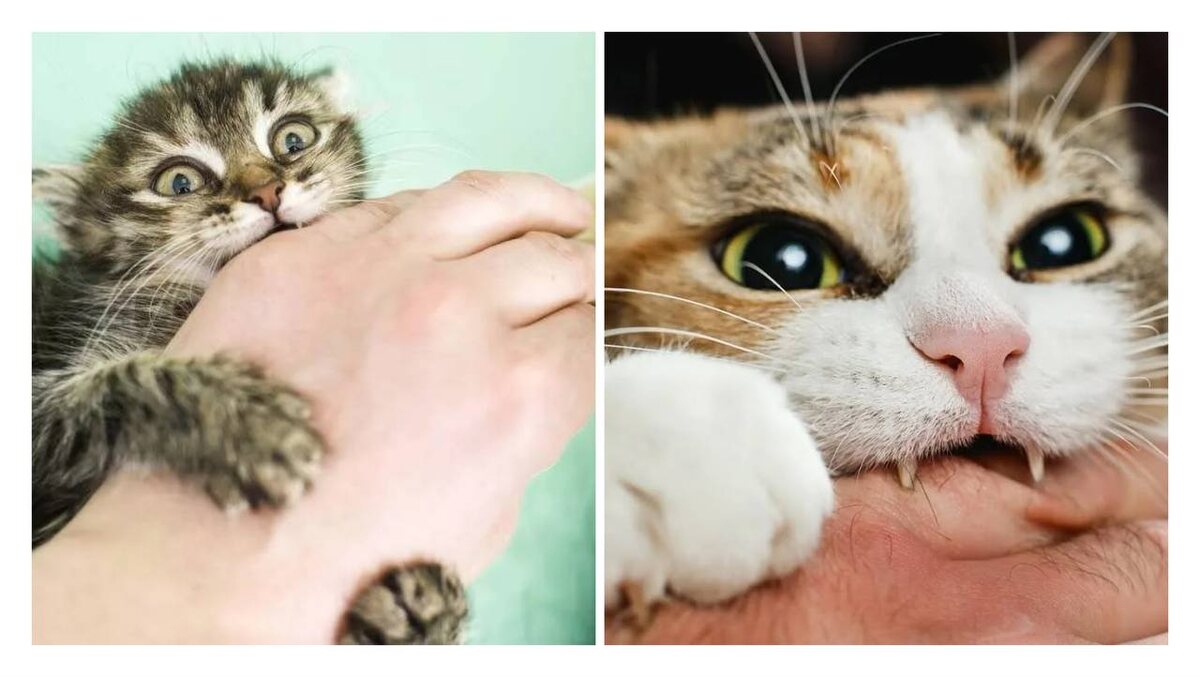 Источник: https://www.novochag.ru/home/pets/pochemu-koshka-kusaet-kogda-eyo-gladish-nado-znat-kazhdomu-koshatniku-5-prichin/