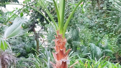 Экзотические растения 🌱🌿🌺☘️