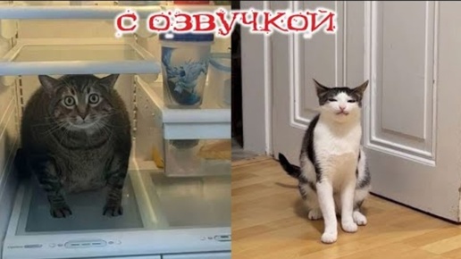 Смешная Озвучка Животных 🐱 Смешные Кошки и Собаки 🐱 Смех До Слез 🐱 🐕 Самые Смешные Животные 2023-2024 🦧