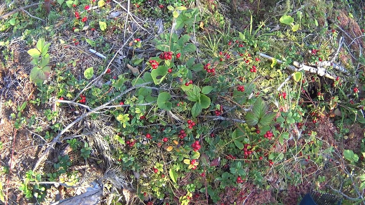 Фото 1. Брусника