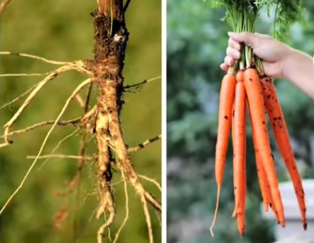 Источник: https://www.tiktok.com/t/ZP8JeS8hx/