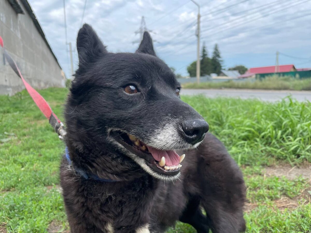 Дерил - инвалидный пес, прошедший адаптацию