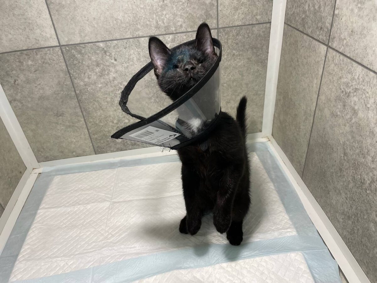 Гриша остался без глаз, однако благодаря заботе и теплу не потерял веру в жизнь