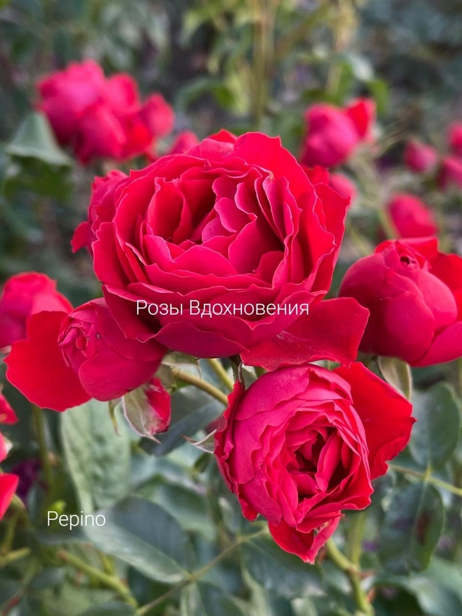 Пепино, Pepino, Rosen Tantau, 2021, Флорибунда