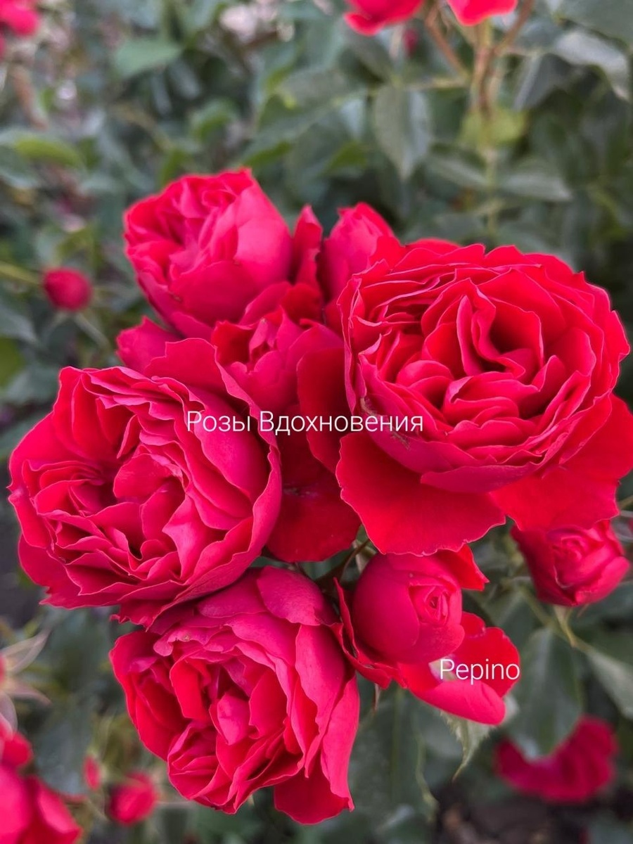 Пепино, Pepino, Rosen Tantau, 2021, Флорибунда