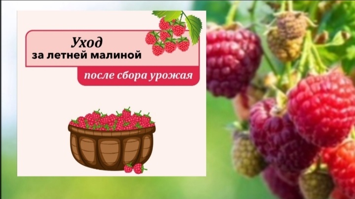 малина уход