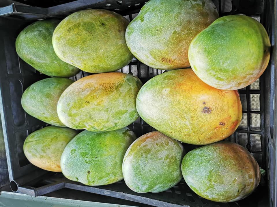 Манго в Египте.