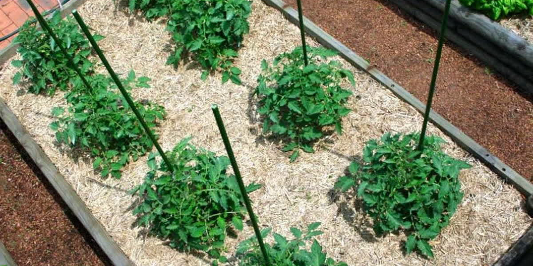 Огородные хитрости: как вырастить богатый урожай без лишних усилий