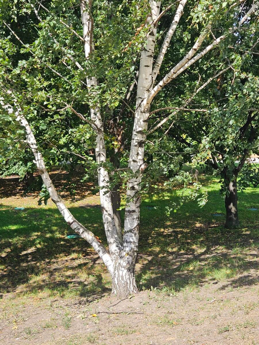 Многоствольная береза.