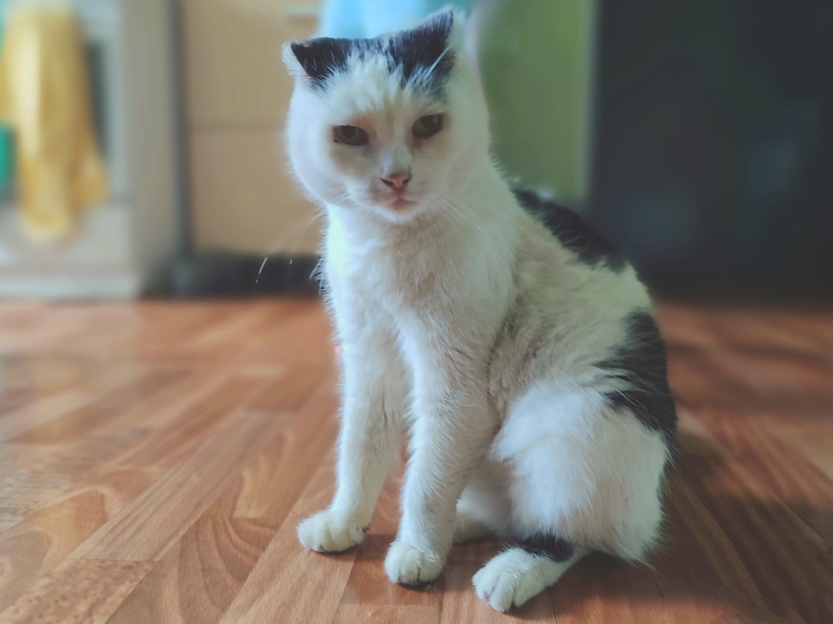 Кот Саша