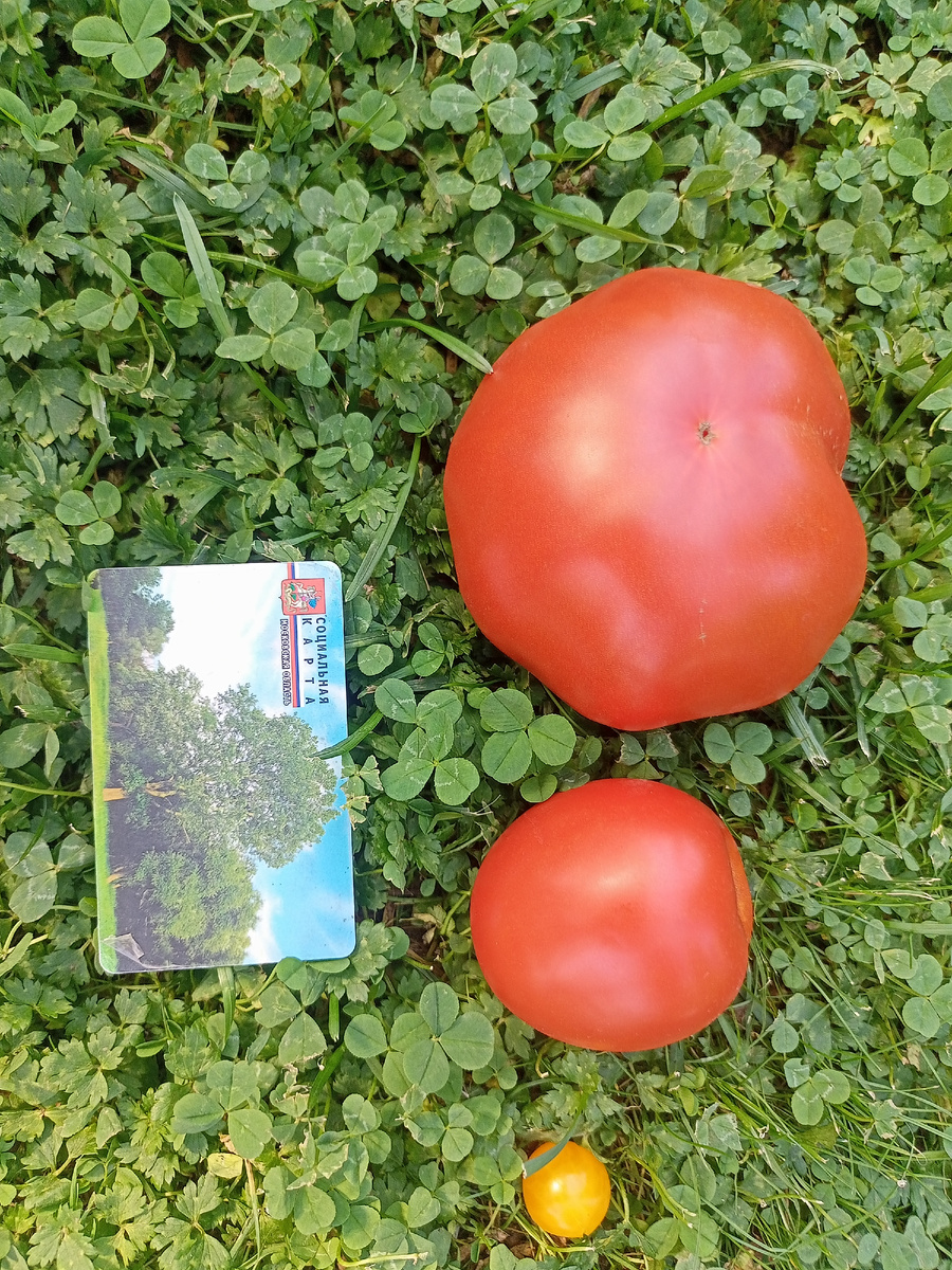 Сверху вниз. Делишес , Запуняка, Ожерелье жёлтое