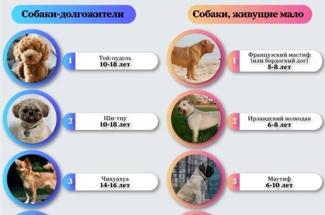    Топ-10 пород собак с самой продолжительной и короткой жизнью. Инфографика