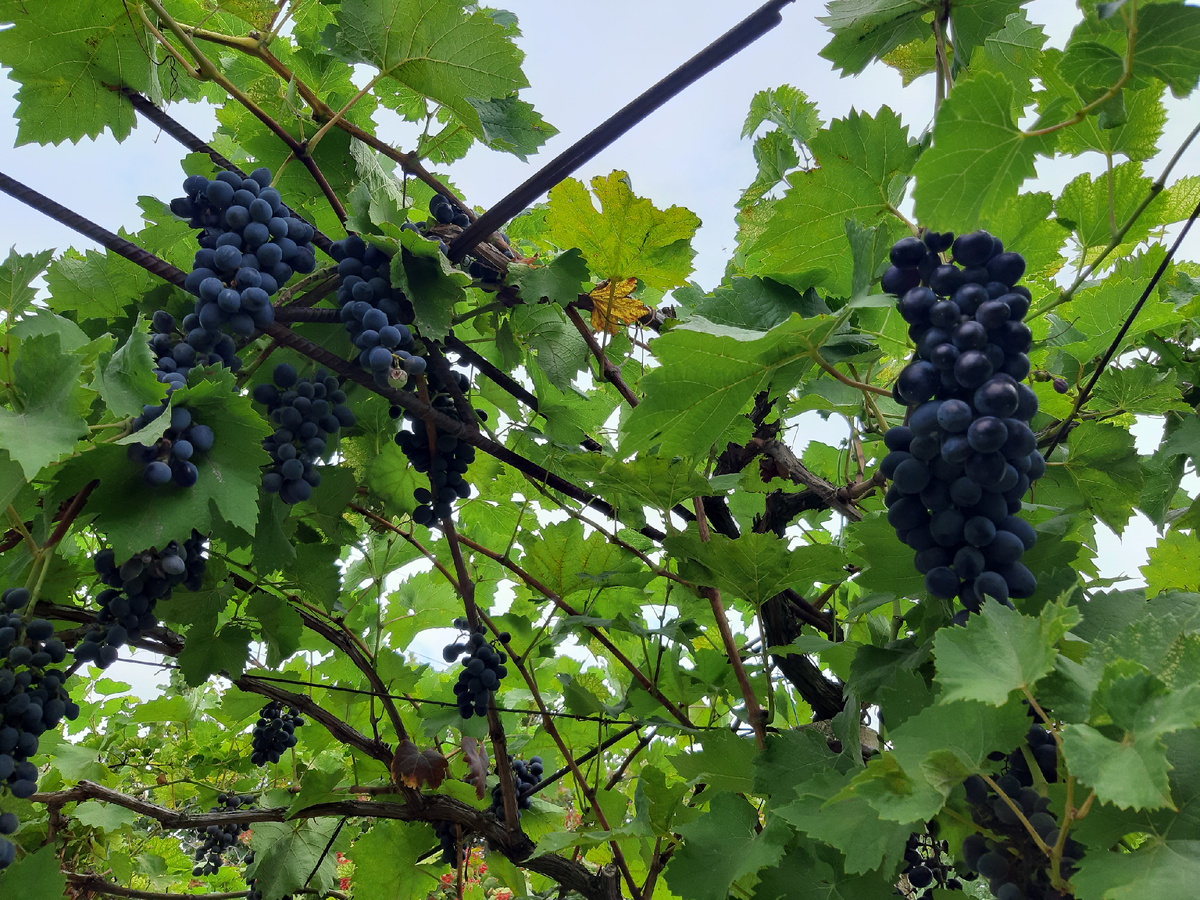 Арка из винограда. Фото автора