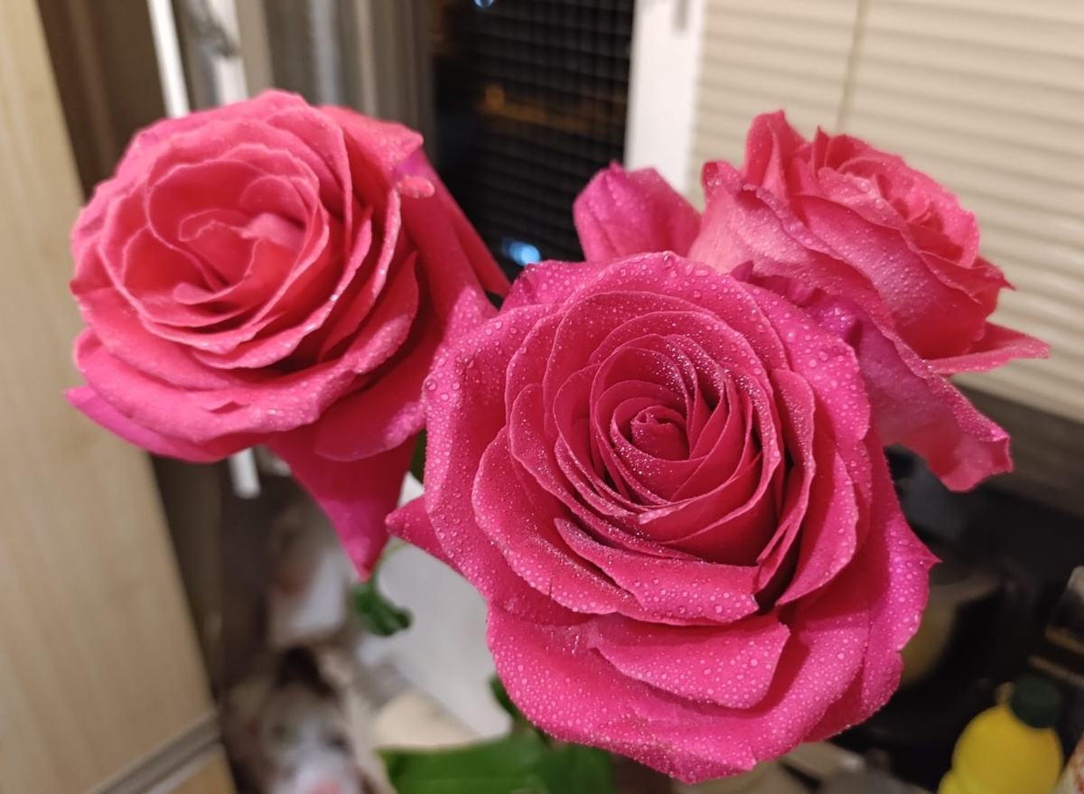 Когда дома их поставили в вазу, то они еще больше запахли. А в каплях воды стали похожими на аристократок, украсивших себя алмазами.