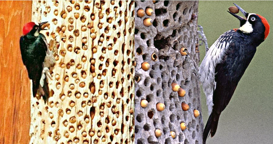 Выходит, это явление – не признак проблем с психикой у дятлов.