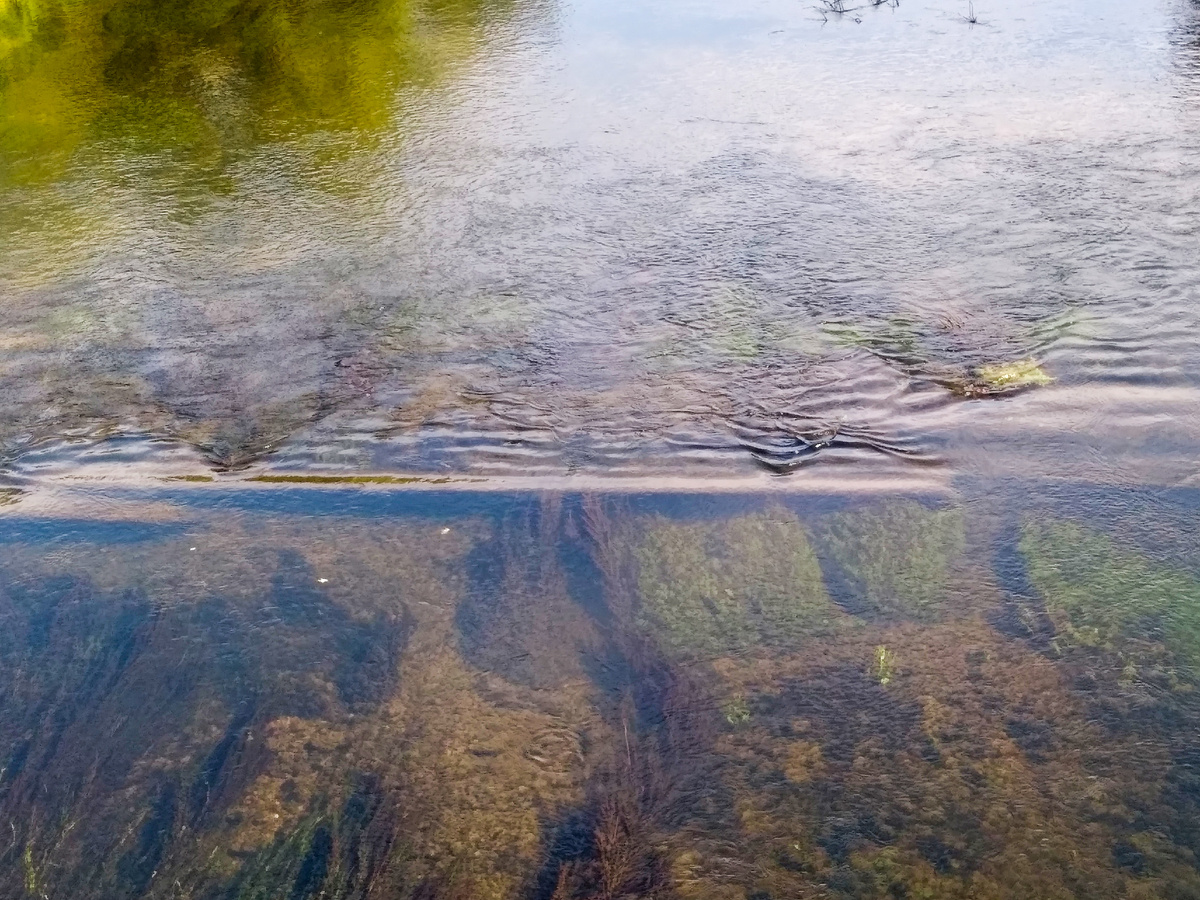 Прозрачная вода Протвы