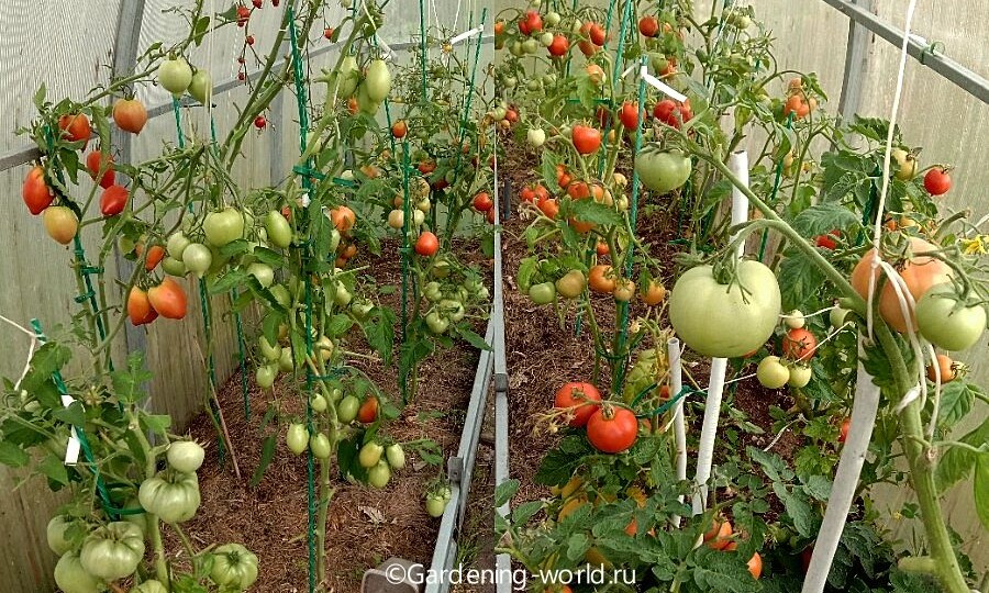 Когда снимать помидоры в теплице и уход за ними в августе